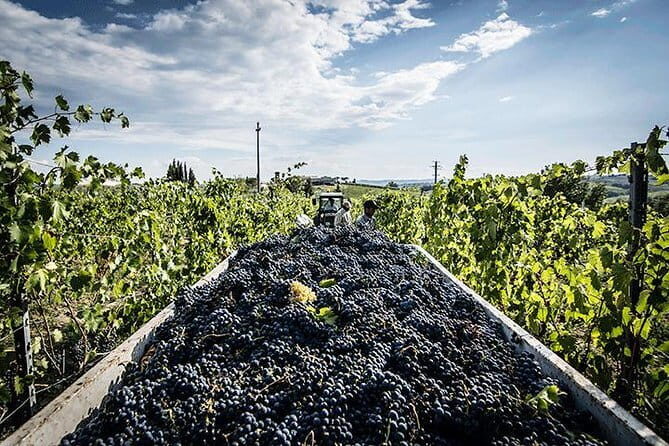 Private Tour: Chianti Winery, Montefioralle, and Greve in Chianti - Final Thoughts: Who Is This Tour Perfect For?