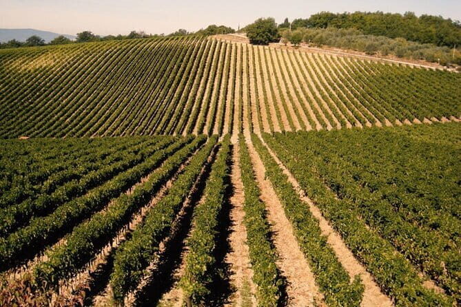 Private Tour: Chianti Winery, Montefioralle, and Greve in Chianti - Authentic Insights from Reviewers