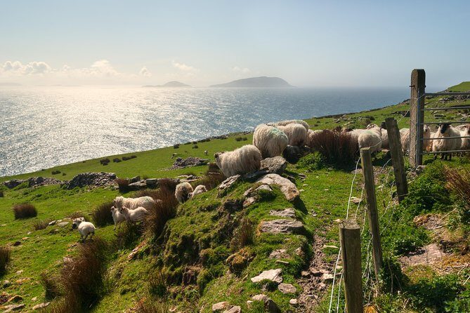 Private Tour: Dingle Peninsula from Dingle - Frequently Asked Questions (FAQs)