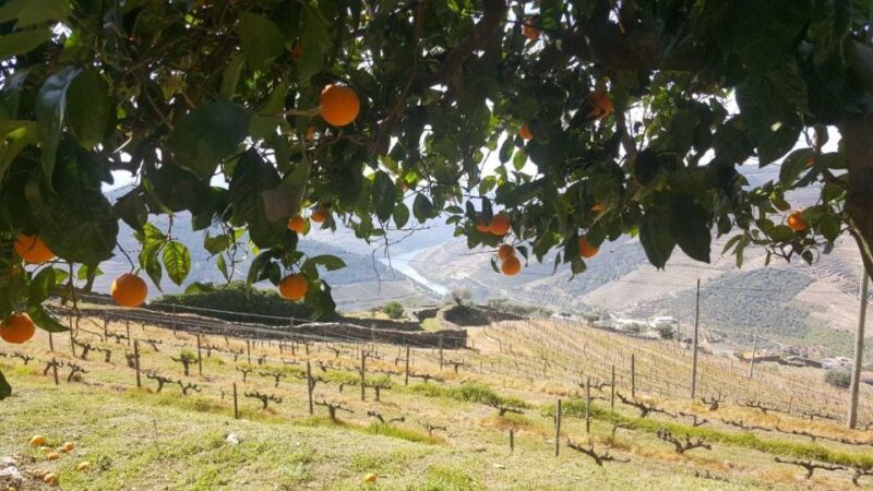 Private Tour: Douro Valley Wine and Food from Oporto - Optional Activities: River Cruise & Scenic Views