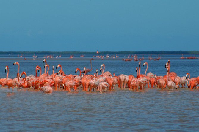 Private Tour: Ek Balam, Pink Flamingos Sanctuary and Tequila Tasting Factory - A Full Day of Diverse Experiences in Cancun