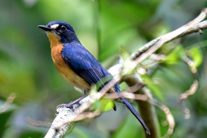 Private Tour: Fraser's Hill Bird-Watching Nature Tour from Kuala Lumpur - Experience the Fraser’s Hill Bird-Watching Nature Tour from Kuala Lumpur: An Honest Look