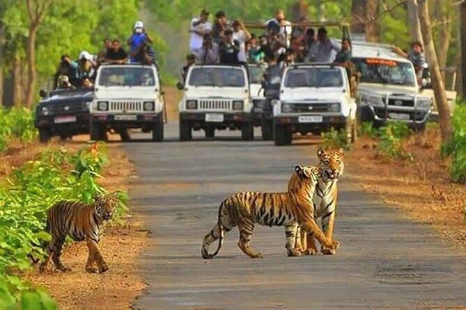 Private Tour from Delhi to Sariska Safari and Jaipur (1N/2D) - A Practical Breakdown of the Experience