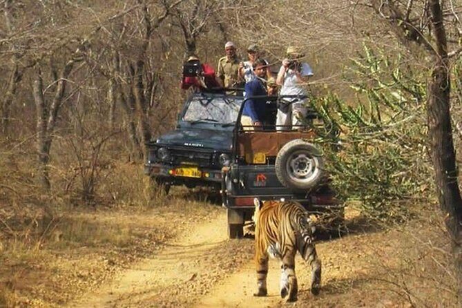 Private Tour from Delhi to Sariska Safari and Jaipur (1N/2D) - Who Is This Tour Best For?