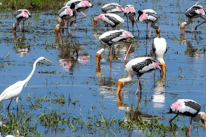 Private Tour from Ella to Mirissa with Udawalawe Safari - Who Should Consider This Tour?