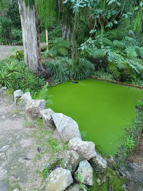 Private tour from Lisbon to Sintra, Pena palace, Regaleira - Exploring Sintra’s Mystical Charm and Architectural Wonder