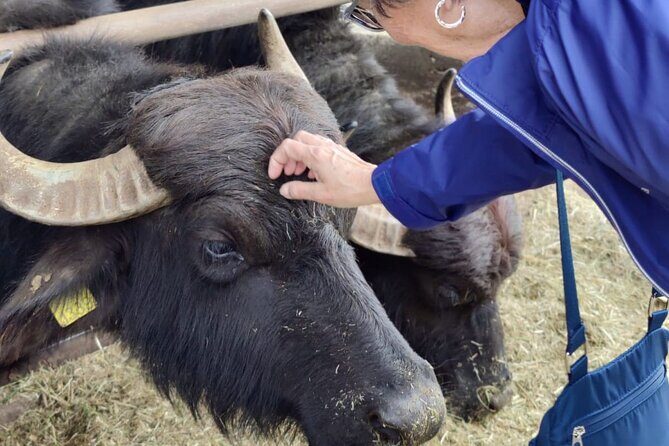 Private Tour from Sorrento/Positano to Paestum and Mozzarella tour - FAQ