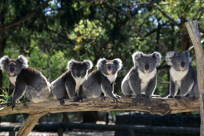 [Private Tour] Healesville Sanctuary Wildlife & Puffing Billy Steam Train - Key Points