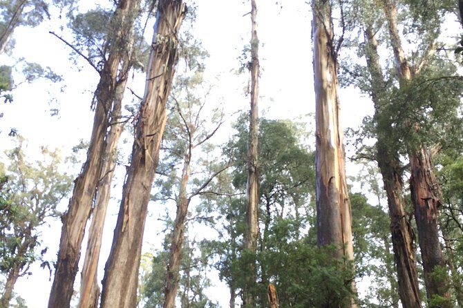 [Private Tour] Healesville Sanctuary Wildlife & Puffing Billy Steam Train - What Makes This Tour Special