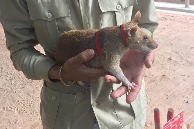 Private Tour: HERO Rats & Angkor National Museum - Key Points