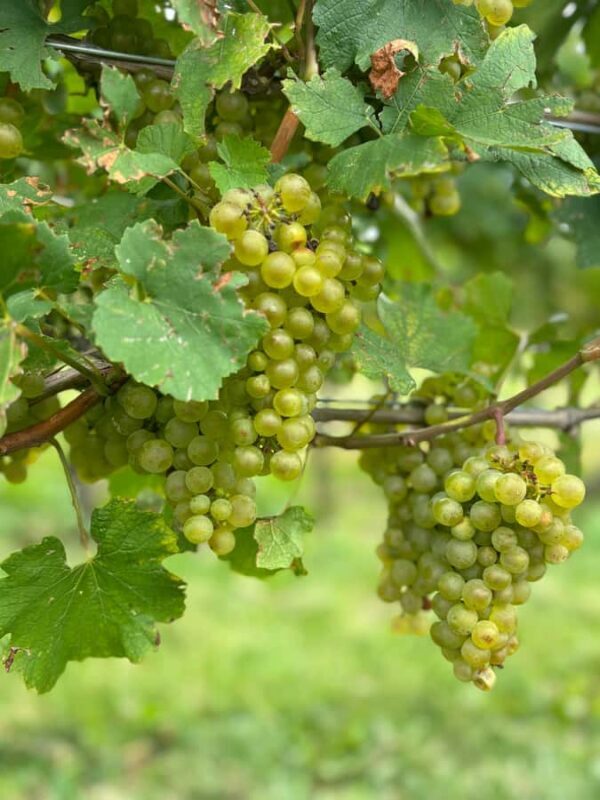 Private Tour: Hidden Gems Wine Tour of Niagara-on-the-Lake - Third Gem: Between the Lines