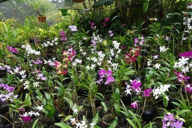 Private Tour: Hot spings & Sleeping Giant Garden hiking Adventure - Who Will Love This Tour?