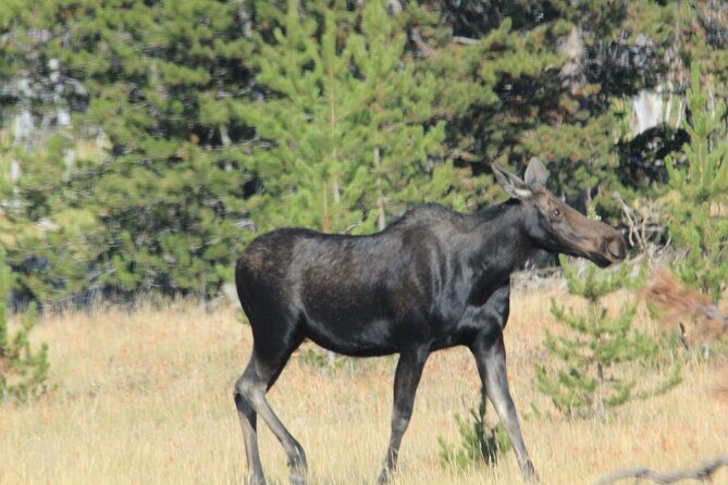 Private Tour in Grand Teton National Park and Yellowstone Lower Loop - Final Thoughts