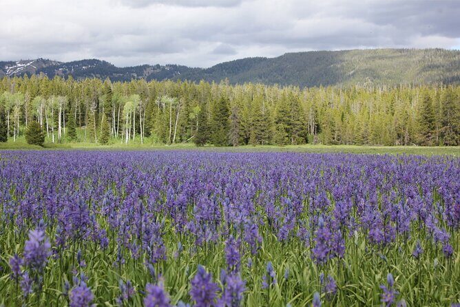Private Tour in Grand Teton National Park and Yellowstone Lower Loop - FAQ