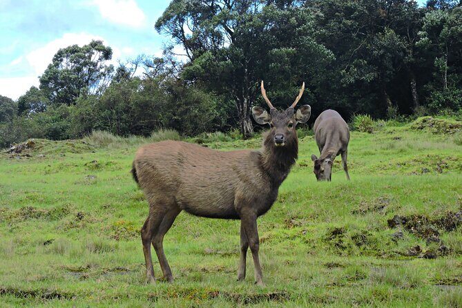 Private Tour in Horton Plains National Park ( World's End) with Pickup - Introduction to the Tour