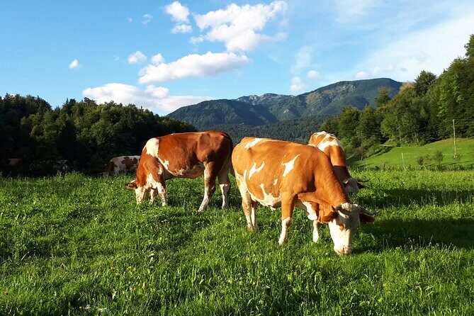 Private Tour in Kamnik - Mammoth - Farmhouse and Organic Farm - Final Thoughts