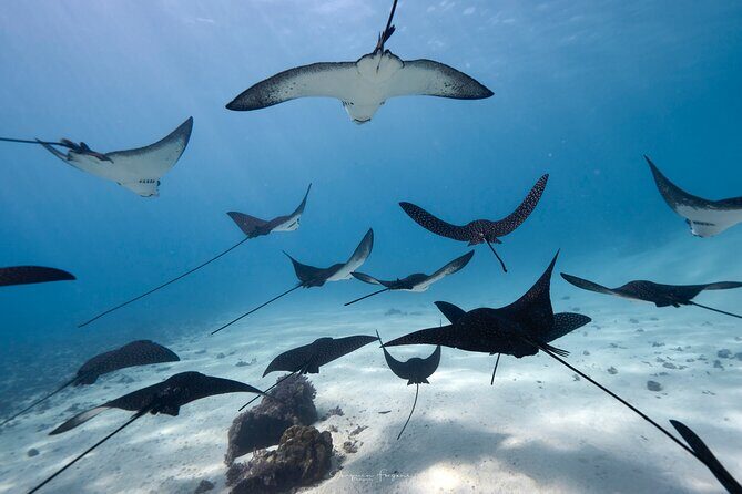 Private tour in Moorea by boat, visit and snorkeling - Why This Tour Stands Out