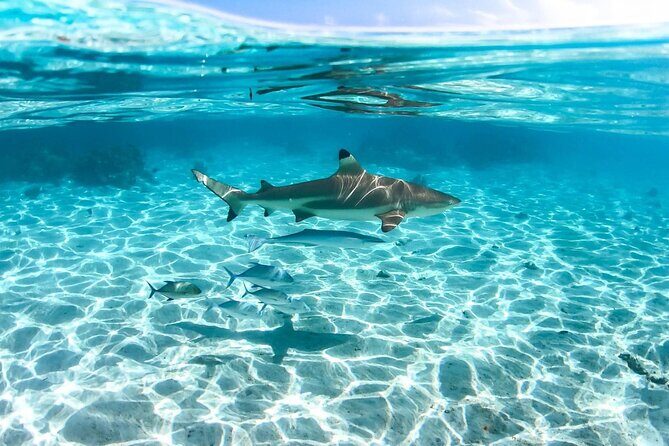 Private tour in Moorea by boat, visit and snorkeling - What to Expect During Your Day on the Water