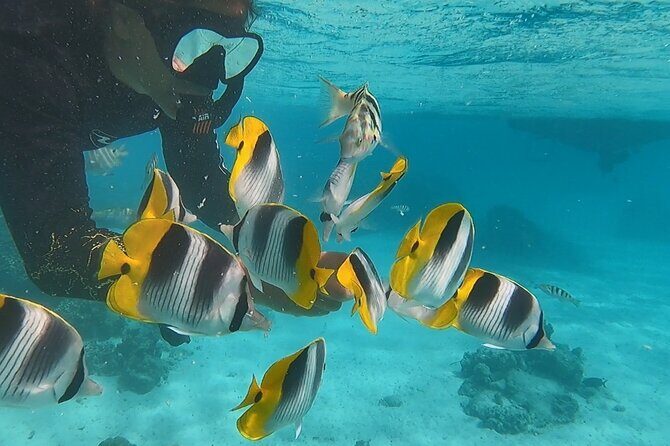 Private tour in Moorea by boat, visit and snorkeling - Final Thoughts