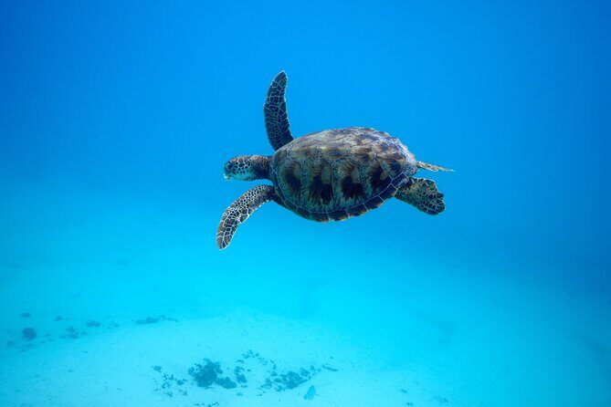 Private tour in Moorea by boat, visit and snorkeling - FAQ