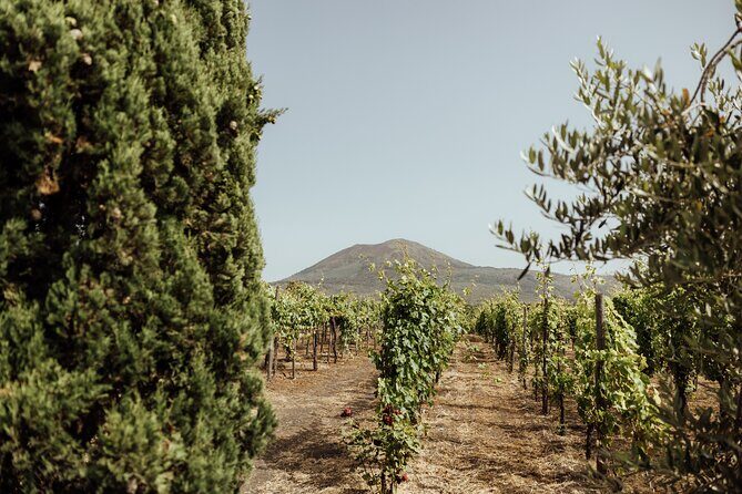 Private Tour in Pompeii and Vesuvius - The Vineyard and Lunch Experience