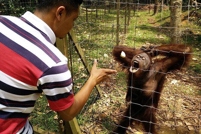 Private Tour: Ipoh Secrets Taiping Heritage & Orang Utan Island - Who Would Love This Tour?