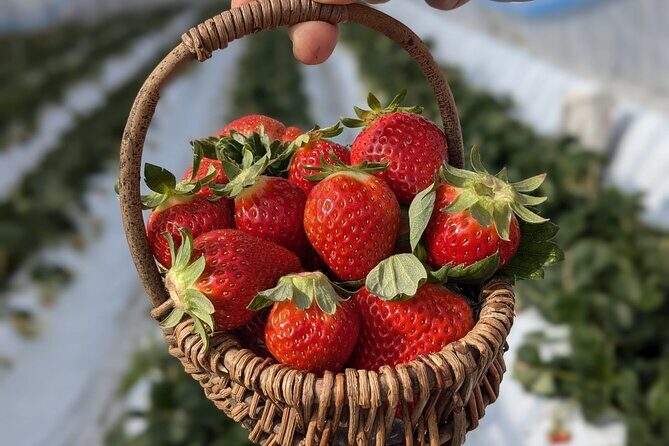 Private tour Meet the Sheep of Aso and pick Aso strawberries - A Deep Dive into the Itinerary