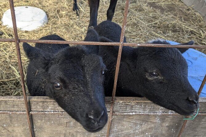 Private tour Meet the Sheep of Aso and pick Aso strawberries - Who Is This Tour Best Suited For?