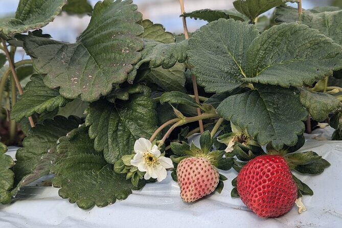 Private tour Meet the Sheep of Aso and pick Aso strawberries - FAQ