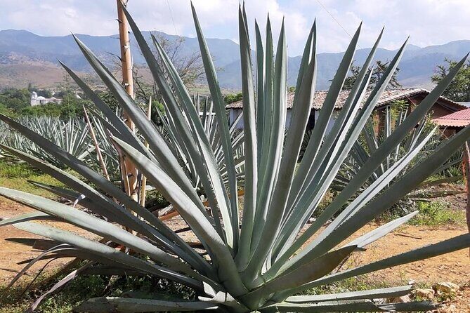 Private tour Mitla, Weavers town, Mezcal and Boil the water - Ancient Architecture at Zona Arqueológica de Mitla