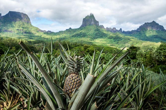 Private Tour Moorea 4WD - Belvedere Pineapple Farm, Magic Mount. - Key Points