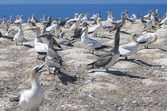 Private Tour - Muriwai Beach & Wine Tasting - FAQ