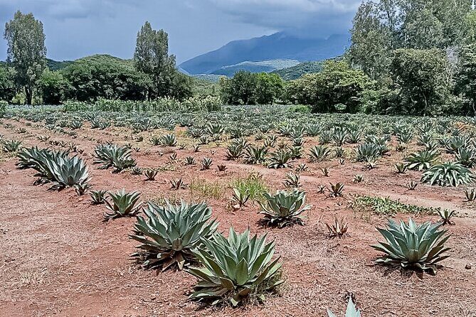 Private Tour New Raicilla Route to Mascota from Puerto Vallarta - Frequently Asked Questions