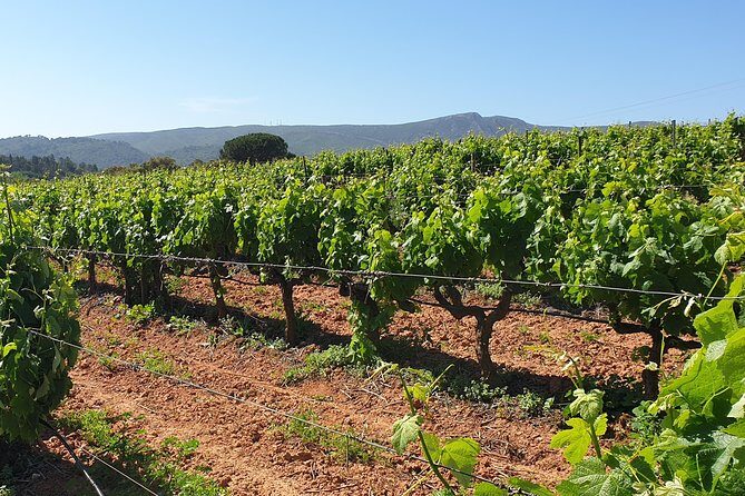 Private Tour of Azeitão / Palmela / Setúbal Wines - What Does the Tour Offer in Practical Terms?