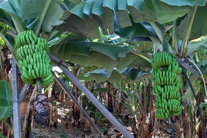Private Tour of Banana Farm from Funchal - An In-Depth Look at the Banana Farm Tour