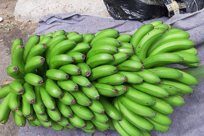 Private Tour of Banana Farm from Funchal - Final Thoughts