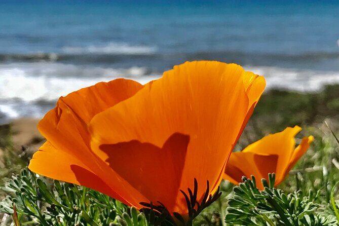 Private Tour of California's Central Coast (San Luis Obispo-Paso Robles-Cambria) - Who Is This Tour Best For?