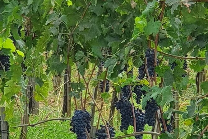 Private Tour of Chianti Siena and San Gimignano by Minivan - Final Thoughts