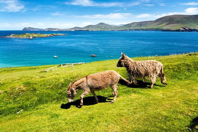 Private tour of Dingle and Slea Head with accredited guide - Practical Tips for Booking