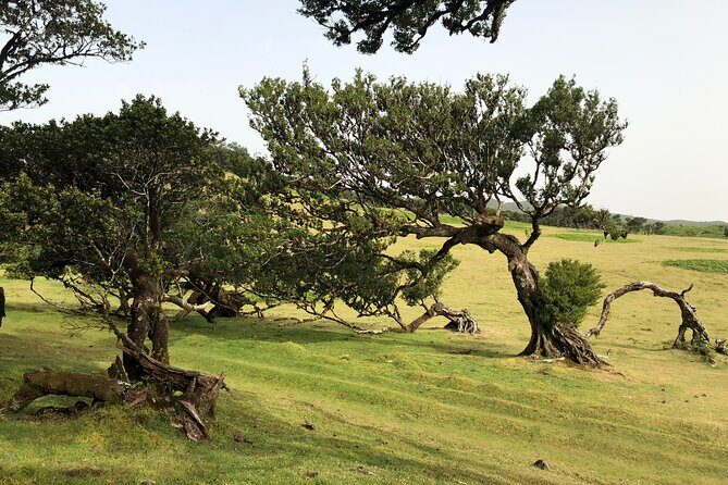 Private Tour of Fanal Park Ancient Trees - What’s Not Included and Extra Considerations