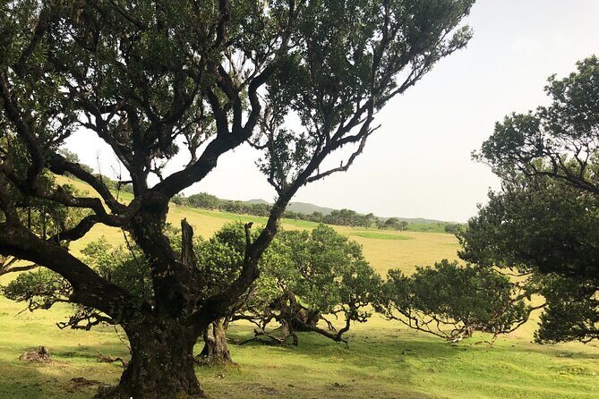Private Tour of Fanal Park Ancient Trees - Why Choose This Tour?
