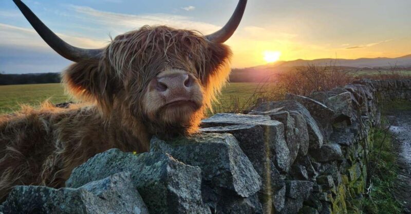 Private Tour of Highlands, Oban, Glencoe, Lochs & Castles - The Sum Up