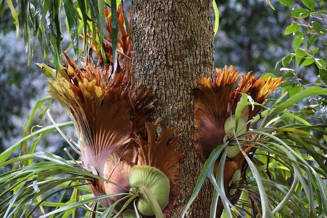 Private tour of Kiama Blowholes, Sea Cliff Bridge and Wattamolla - What’s Included and What to Keep in Mind