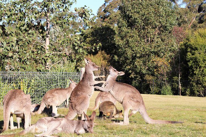 Private tour of Kiama Blowholes, Sea Cliff Bridge and Wattamolla - Final Thoughts: Is This Tour Right for You?