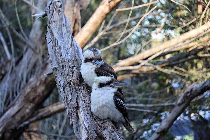 Private tour of Kiama Blowholes, Sea Cliff Bridge and Wattamolla - Frequently Asked Questions