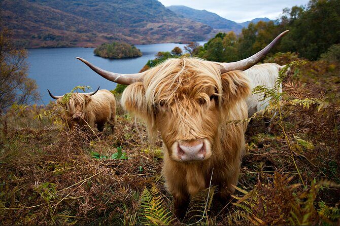 Private Tour of Loch Ness, Glencoe and Highlands from Edinburgh - What Travelers Say