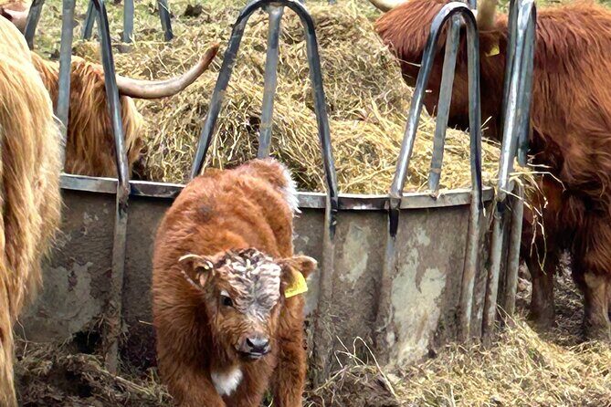 Private Tour of Loch Ness, Glencoe and Highlands from Glasgow - FAQs