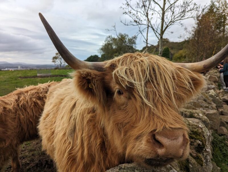 Private Tour of Loch Ness, Pitlochry, Glencoe and Highlands - Practicalities and Experience Quality
