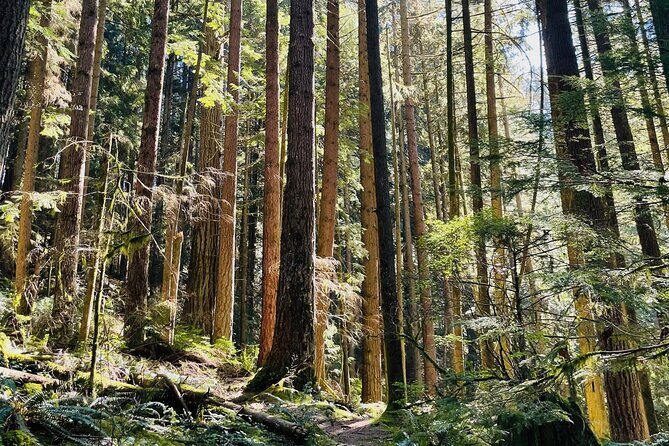 Private Tour of Lynn Canyon Suspension Bridge - Who Should Consider This Tour?