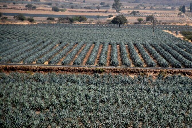 Private Tour of Magic Town Tequila Adventure Day Tour - Final Thoughts: Is It Worth It?